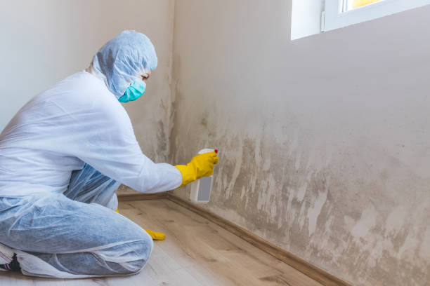 Licensed Basement Mold Remediation service in Hudson, NY - WQB Mold Removal