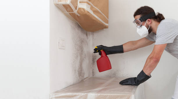 Professional Basement Mold Remediation technician working in Hudson, NY