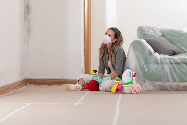 Reliable Basement Mold Remediation contractor in Hudson, NY by WQB Mold Removal