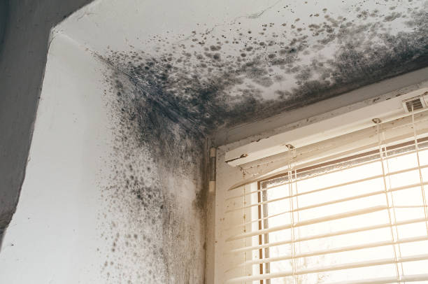 Affordable Basement Mold Remediation solutions in Hudson, NY